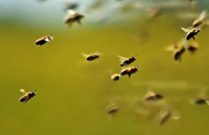Ataque de abejas: cómo actuar abeja