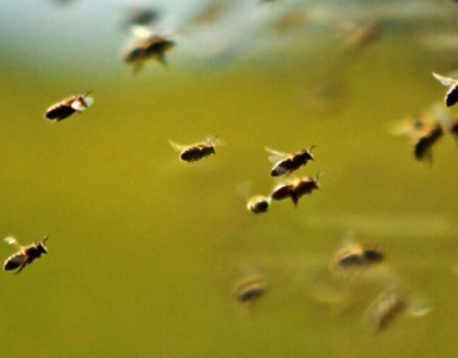 Ataque de abejas: cómo actuar abeja