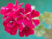 ¿Qué tipos de cuidados necesitan las plantas nativas? que-tipos-de-cuidados-necesitan-las-plantas-nativas-6181-mainImage-0