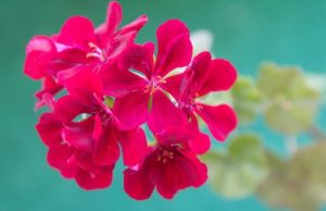 ¿Qué tipos de cuidados necesitan las plantas nativas? que-tipos-de-cuidados-necesitan-las-plantas-nativas-6181-mainImage-0