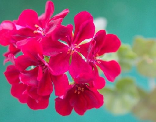 ¿Qué tipos de cuidados necesitan las plantas nativas? que-tipos-de-cuidados-necesitan-las-plantas-nativas-6181-mainImage-0