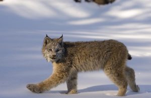 Realeza de invierno Revista Selecciones