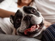 Remedios caseros para la salud de su mascota