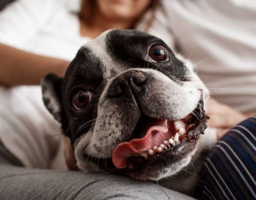 Remedios caseros para la salud de su mascota