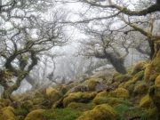 Bosques encantados -secretos- alrededor del mundo