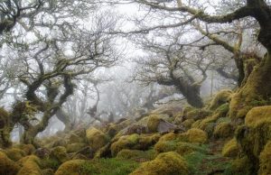Bosques encantados -secretos- alrededor del mundo Revista Selecciones