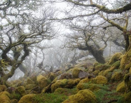 Bosques encantados -secretos- alrededor del mundo