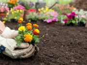 Secretos de la jardinería que benefician su salud