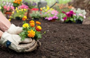 Secretos de la jardinería que benefician su salud Revista Selecciones