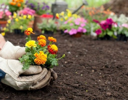 Secretos de la jardinería que benefician su salud