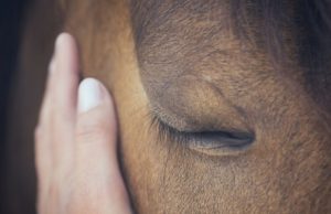 ¿Por qué los caballos duermen parados? secretos-sobre-la-vida-de-los-caballos-5402-mainImage-0