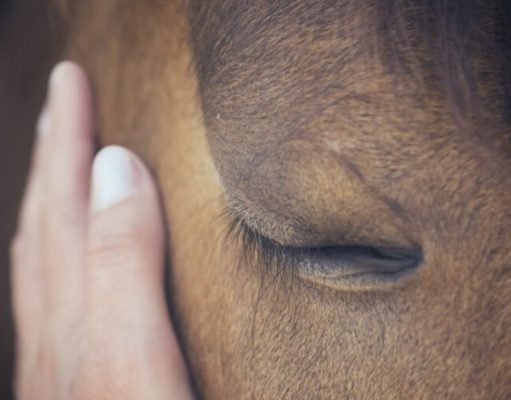 ¿Por qué los caballos duermen parados? secretos-sobre-la-vida-de-los-caballos-5402-mainImage-0