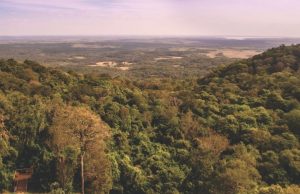 Selva Misionera celebra su consagración como Maravilla Natural Argentina Revista Selecciones