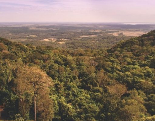 Selva Misionera celebra su consagración como Maravilla Natural Argentina