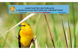 Selva Misionera: Tordo con brillo propio Revista Selecciones