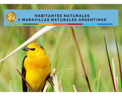 Selva Misionera: Tordo con brillo propio