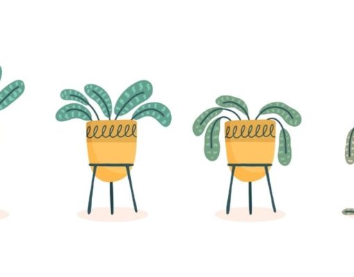 Soluciones a problemas comunes para jardineros novatos