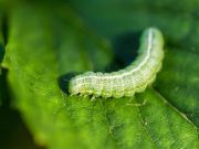 Tips para el jardín: ¿Cómo combatir una plaga de orugas?