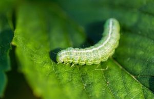 Tips para el jardín: ¿Cómo combatir una plaga de orugas? Revista Selecciones