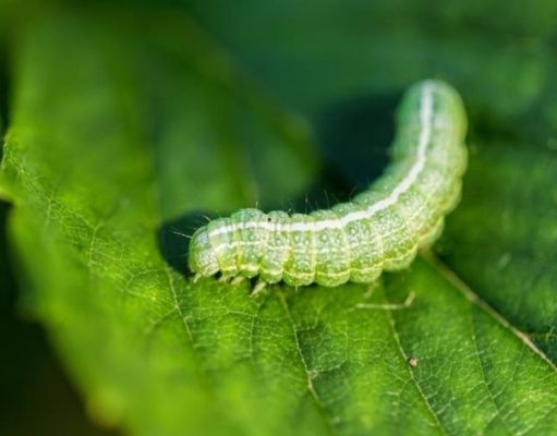 Tips para el jardín: ¿Cómo combatir una plaga de orugas?
