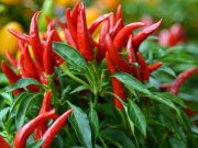 Usos analgésicos del ají picante