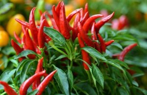 Usos analgésicos del ají picante Revista Selecciones