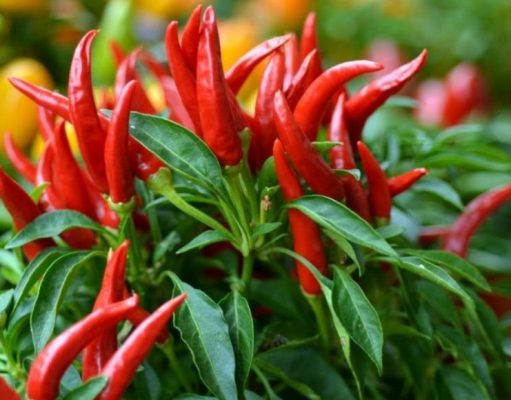 Usos analgésicos del ají picante