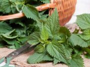 Usos de la ortiga y cómo tomarla para combatir las alergias