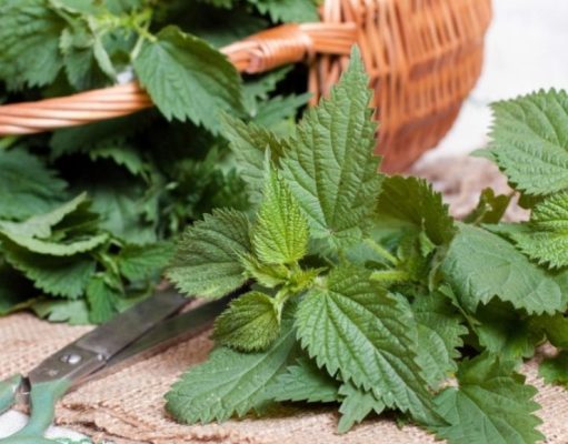 Usos de la ortiga y cómo tomarla para combatir las alergias