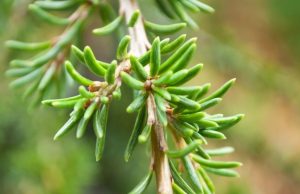 Usos relajantes del aceite de cedro Revista Selecciones
