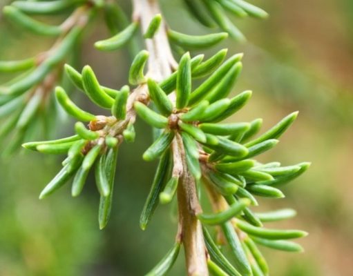 Usos relajantes del aceite de cedro
