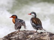 Vida silvestre de las Maravillas Naturales Argentinas