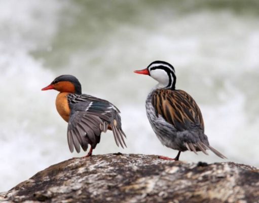 Vida silvestre de las Maravillas Naturales Argentinas