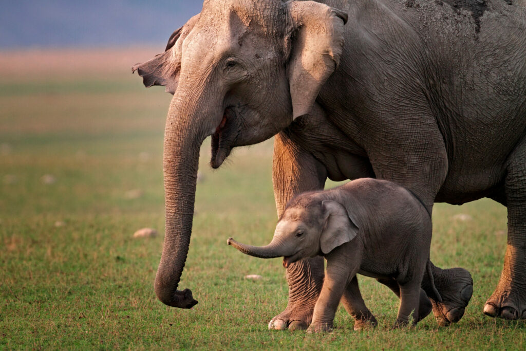 elefante y crías