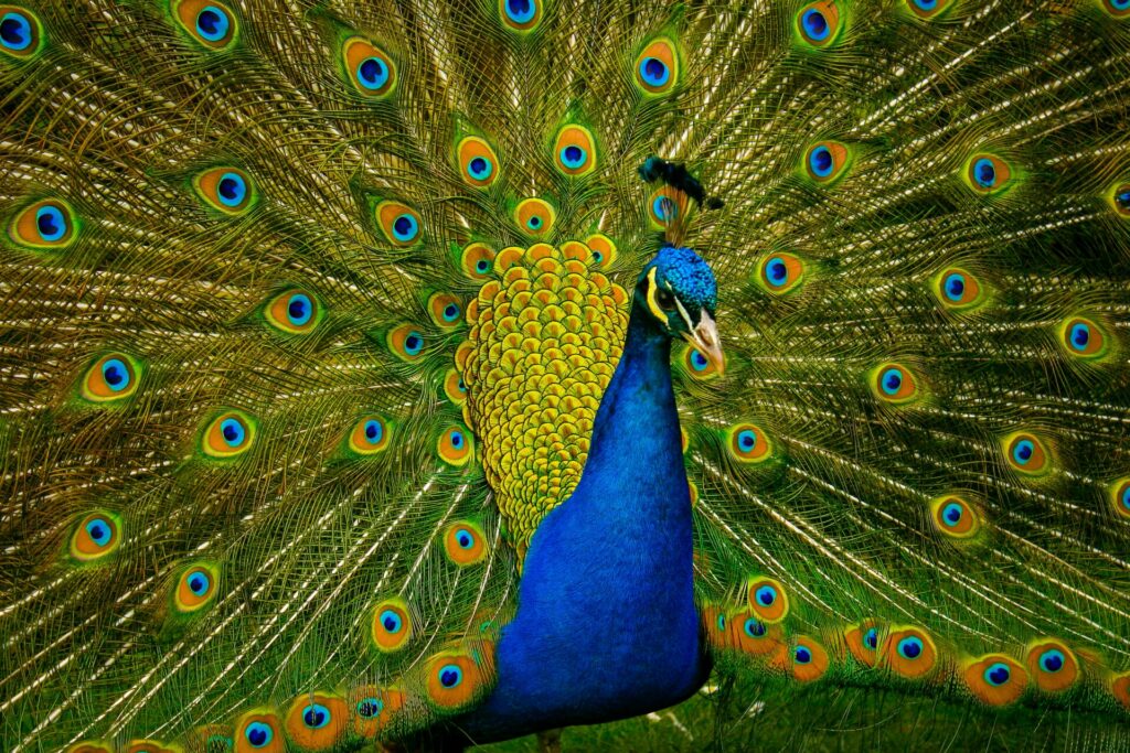 pavo real