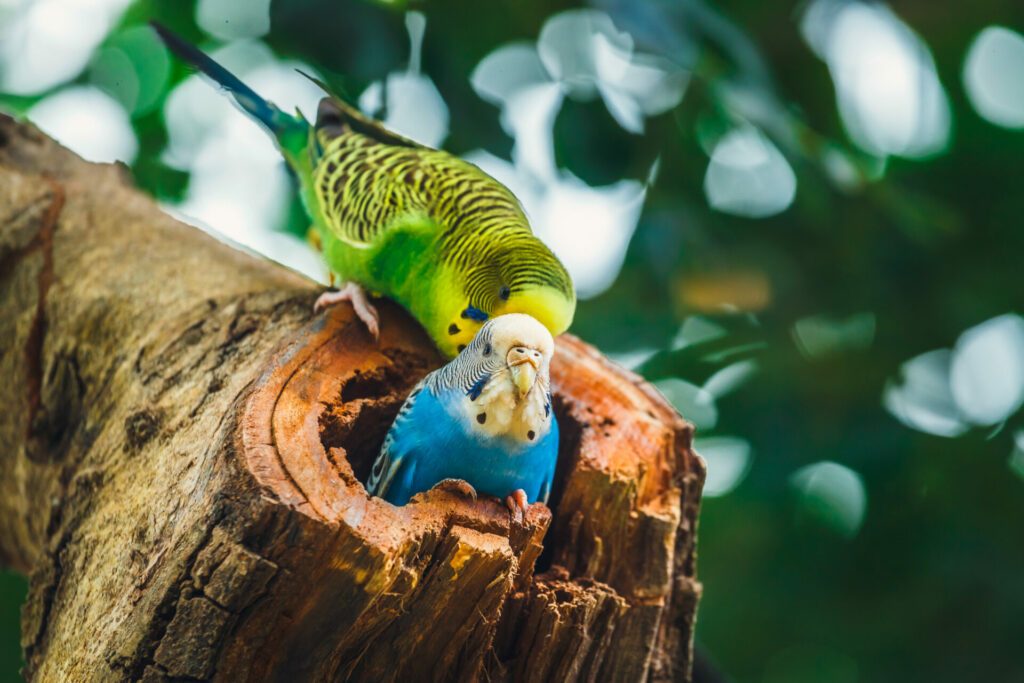 periquito australiano