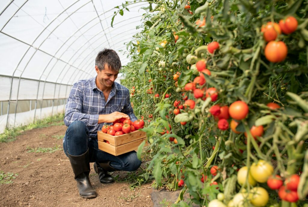Tomate: ¿fruta o verdura? 1 tomate de granja