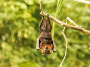 Curiosidades sobre los murciélagos: ¿qué rol cumplen en la naturaleza?