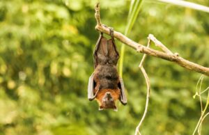 Curiosidades sobre los murciélagos: ¿qué rol cumplen en la naturaleza? Revista Selecciones