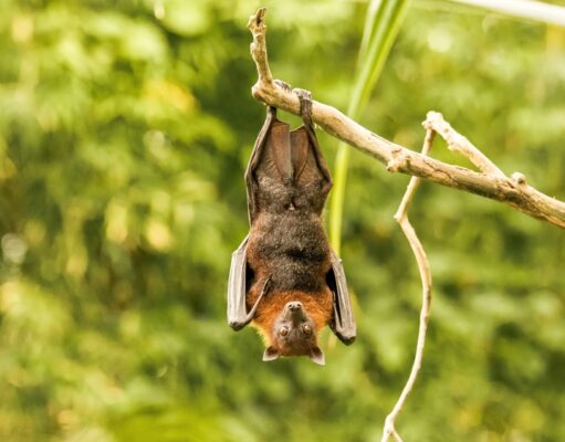 Curiosidades sobre los murciélagos: ¿qué rol cumplen en la naturaleza?