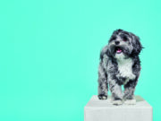 Estas cuatro mascotas volvieron a sus casas Mascota