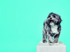 Estas cuatro mascotas volvieron a sus casas Mascota