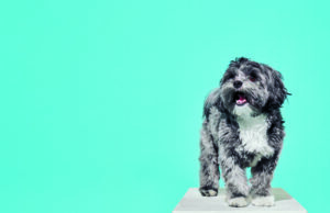 Estas cuatro mascotas volvieron a sus casas Mascota