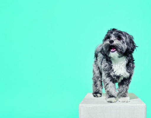 Estas cuatro mascotas volvieron a sus casas Mascota