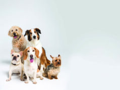 ¿Es útil hacerle un ADN a su perro? Prueba de ADN para perros