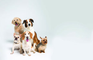 ¿Es útil hacerle un ADN a su perro? Prueba de ADN para perros