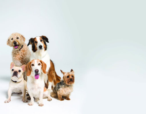 ¿Es útil hacerle un ADN a su perro? Prueba de ADN para perros