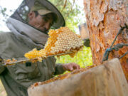 Abejas en su entorno: una apicultura ancestral Abejas en el bosque