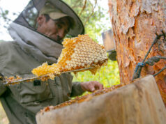 Abejas en su entorno: una apicultura ancestral Abejas en el bosque