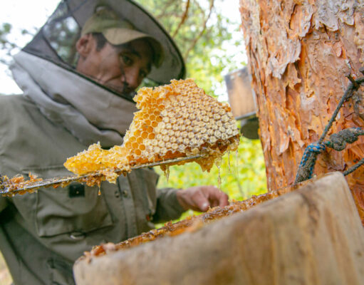 Abejas en su entorno: una apicultura ancestral Abejas en el bosque